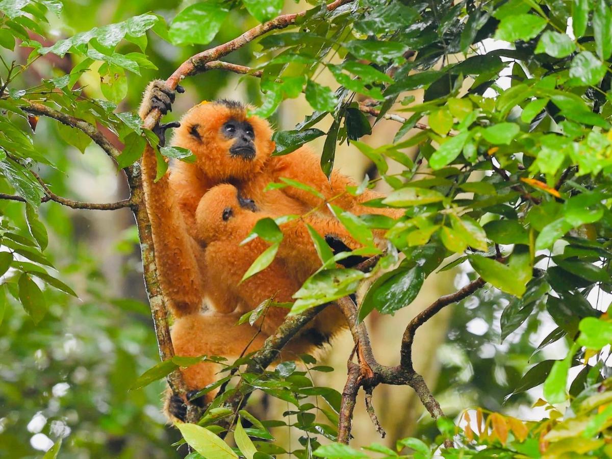 Gibbon Singing Home Stay Quan Tom Bagian luar foto